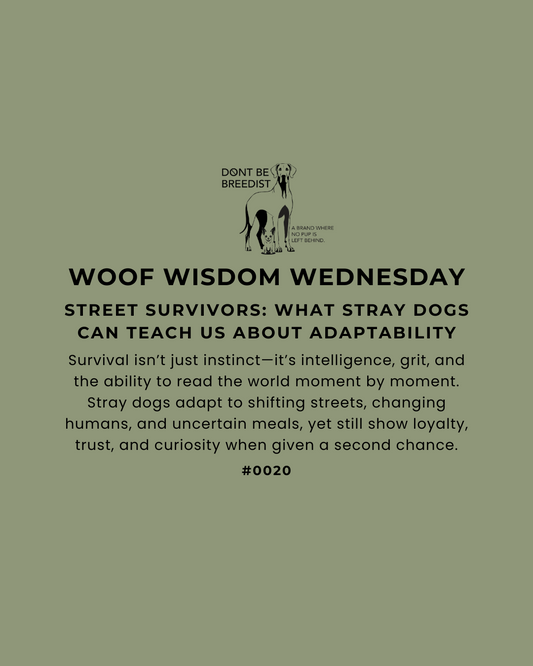 Street Survivors: What Stray Dogs Can Teach Us About Adaptability