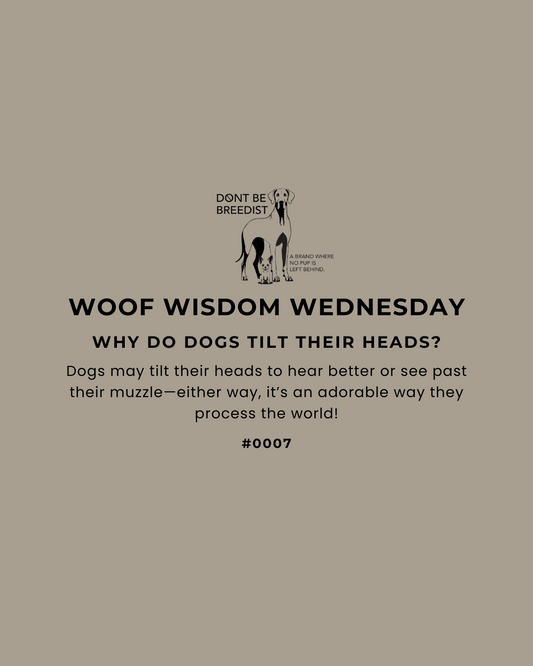Why Do Dogs Tilt Their Heads? The Science Behind This Adorable Behavior