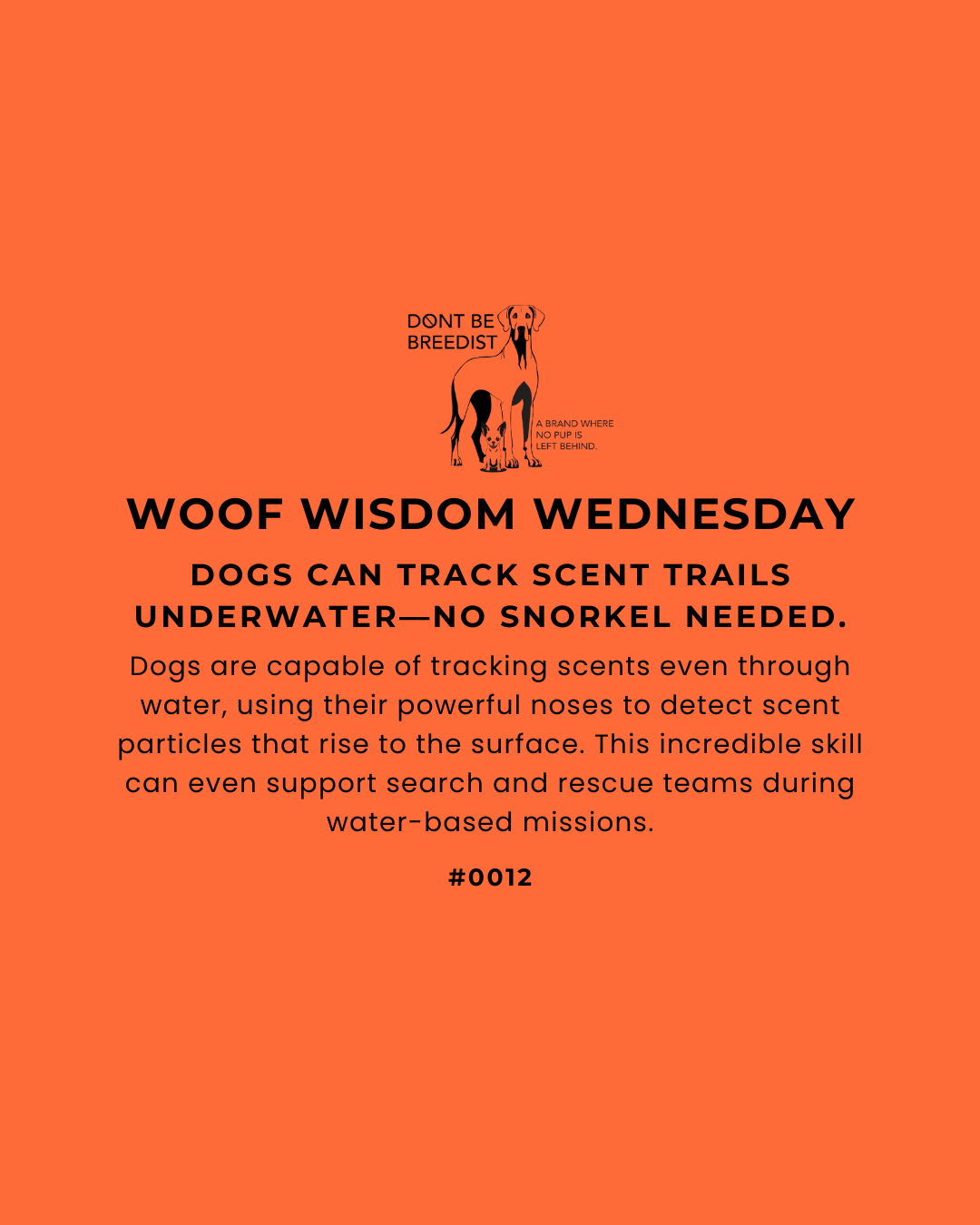 How Dogs Use Their Noses to Track Scents Underwater