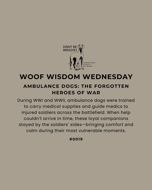 Ambulance Dogs: The Forgotten Heroes of War