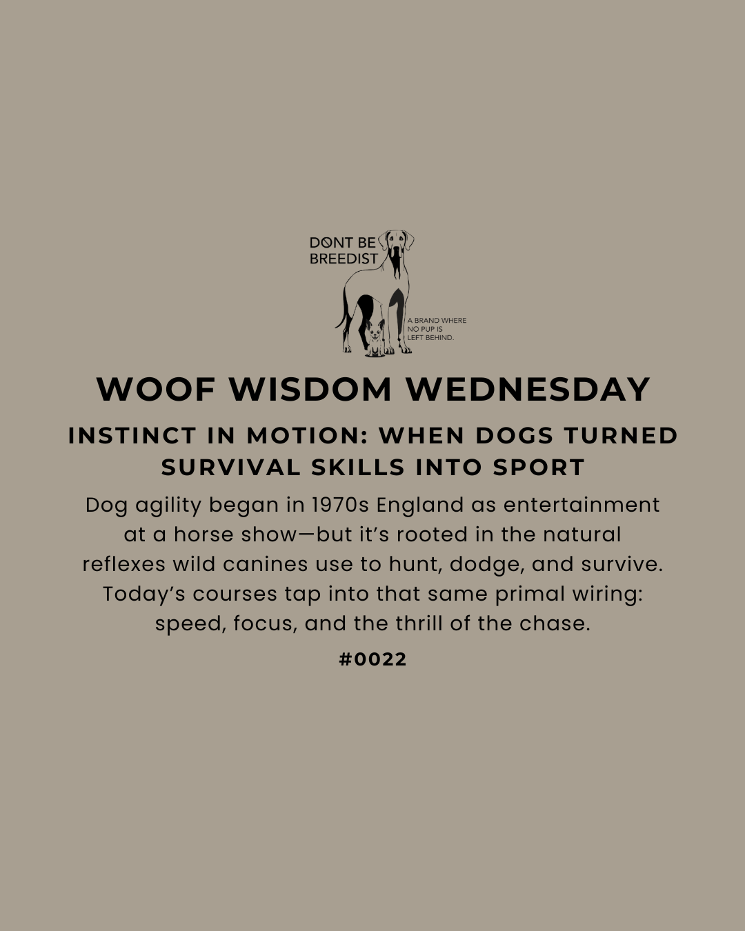 Instinct in Motion: How Dog Agility Turned Wild Survival Into Sport