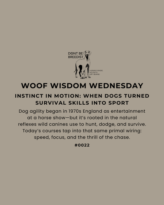 Instinct in Motion: How Dog Agility Turned Wild Survival Into Sport