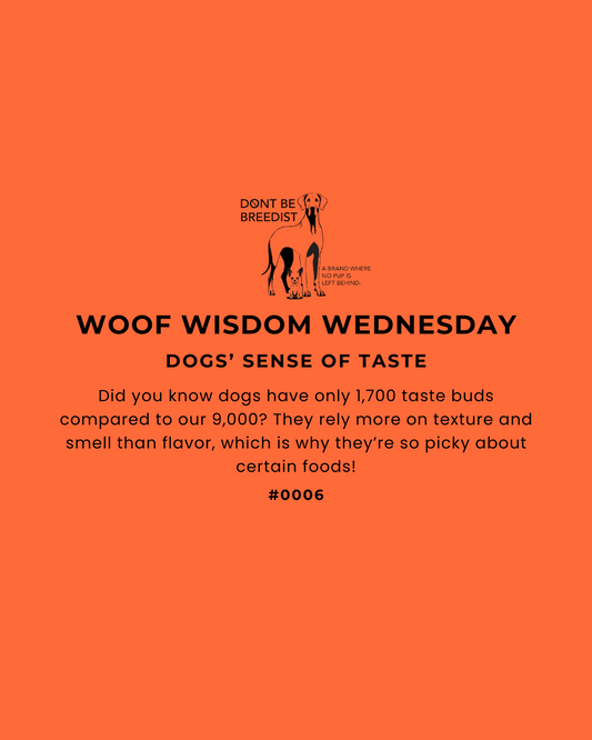 Understanding Your Dog’s Sense of Taste: More Than Just Flavor
