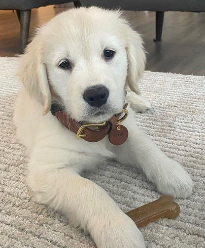 Nylabone Puppy Starter Kit Dog Chew Toys  Treat Chicken  Bacon, 1ea/SMall/Regular  Up To 25 Ibs. 3 ct