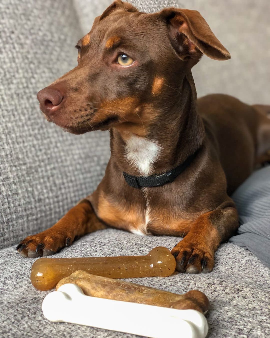 Nylabone Puppy Starter Kit Dog Chew Toys  Treat Chicken  Bacon, 1ea/SMall/Regular  Up To 25 Ibs. 3 ct