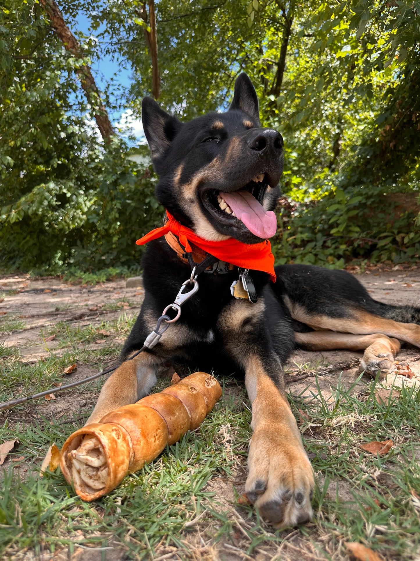 Barkworthies Beef Cheek Roll Dipped in Peanut Butter Dog Treat 6ea/LG